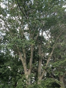 Big Tree in my backyard
